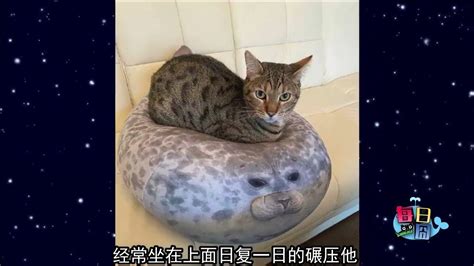 黑貓代表什麼|有关黑猫，你不知道的6件事儿